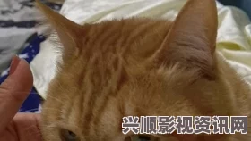 大片免费播放糖心网红柚子猫甘雨，凭借其可爱的外形和独特的个性，吸引了众多粉丝，让人想一探究竟。