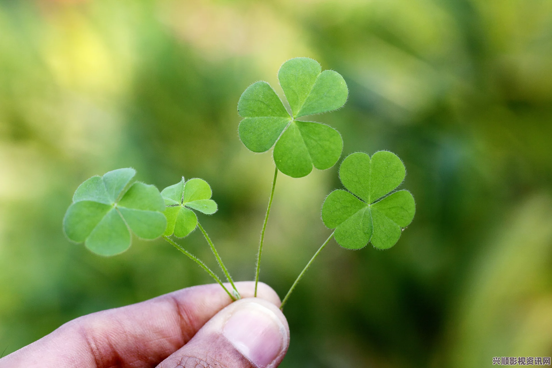 四叶草图片：这种象征好运的植物不仅美丽，还是许多人心中幸运的代表，值得珍藏和欣赏。