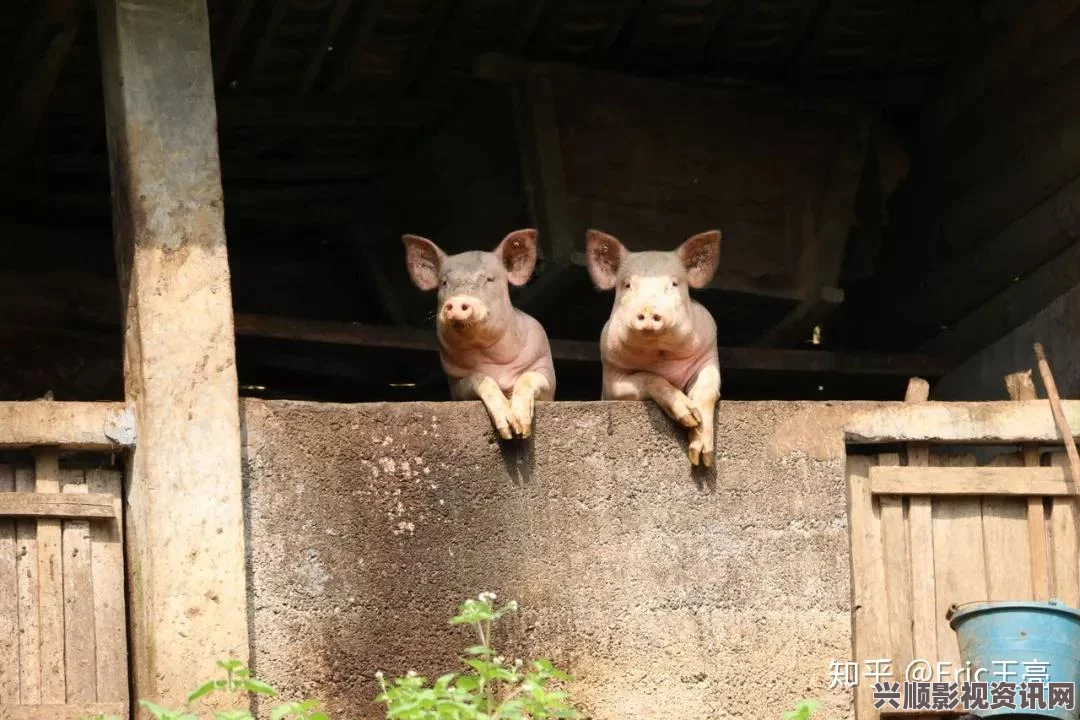 国产精品嫩草久久久久挖空心思打一动物猪，体现了人们对猪的多种解读与文化象征，不仅可爱，还有智慧和韧性。