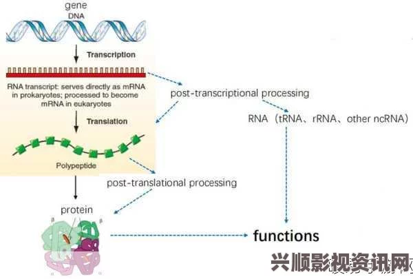 RNA与cDNA杂交技术在基因表达研究中的应用与意义探讨