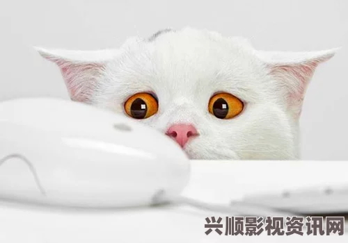 探索新版猫咪地域网名的独特魅力与创意表达方式