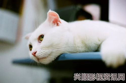 探索新版猫咪地域网名的独特魅力与创意表达方式