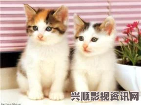 探索新版猫咪地域网名的独特魅力与创意表达方式