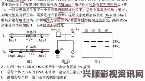 深入解析VIDEOCODECWM视频解码器的工作原理与应用背景