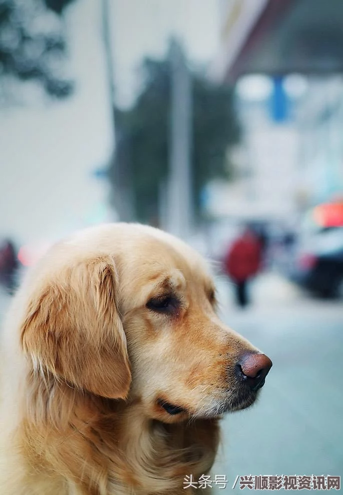 探索人与猪与狗之间的情感纽带：友谊、忠诚与共处的故事