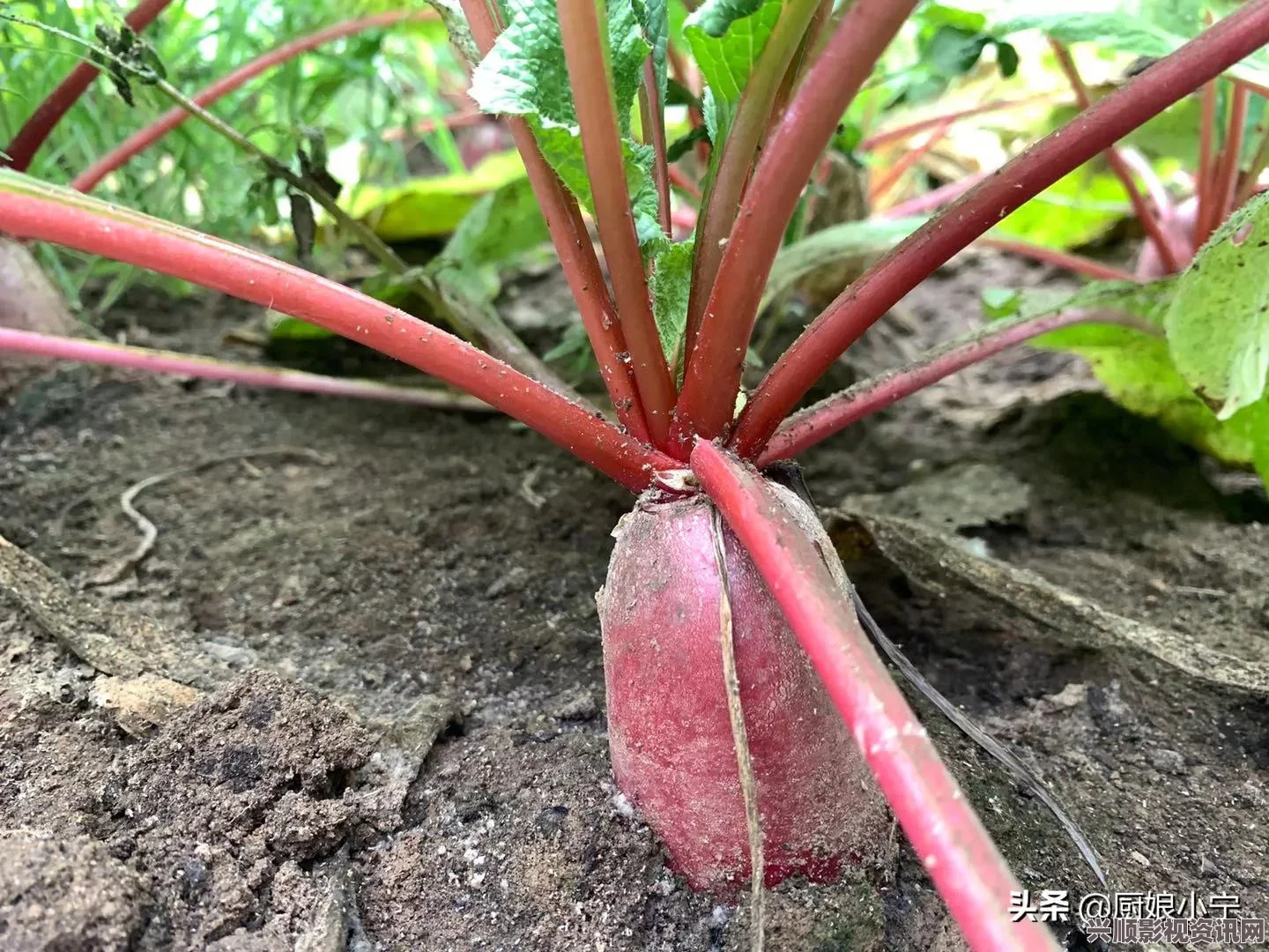 榴莲香蕉草莓向日葵丝瓜秋葵精彩视频栏目正式开播，带你探索美味与趣味的奇妙世界！