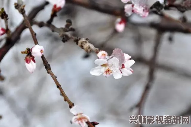 光遇九色鹿新地图进入攻略，详细步骤指引