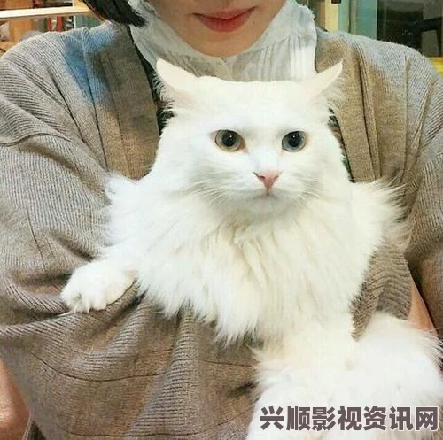 探秘猫咪MV最新永久地域网名的独特魅力与创意来源