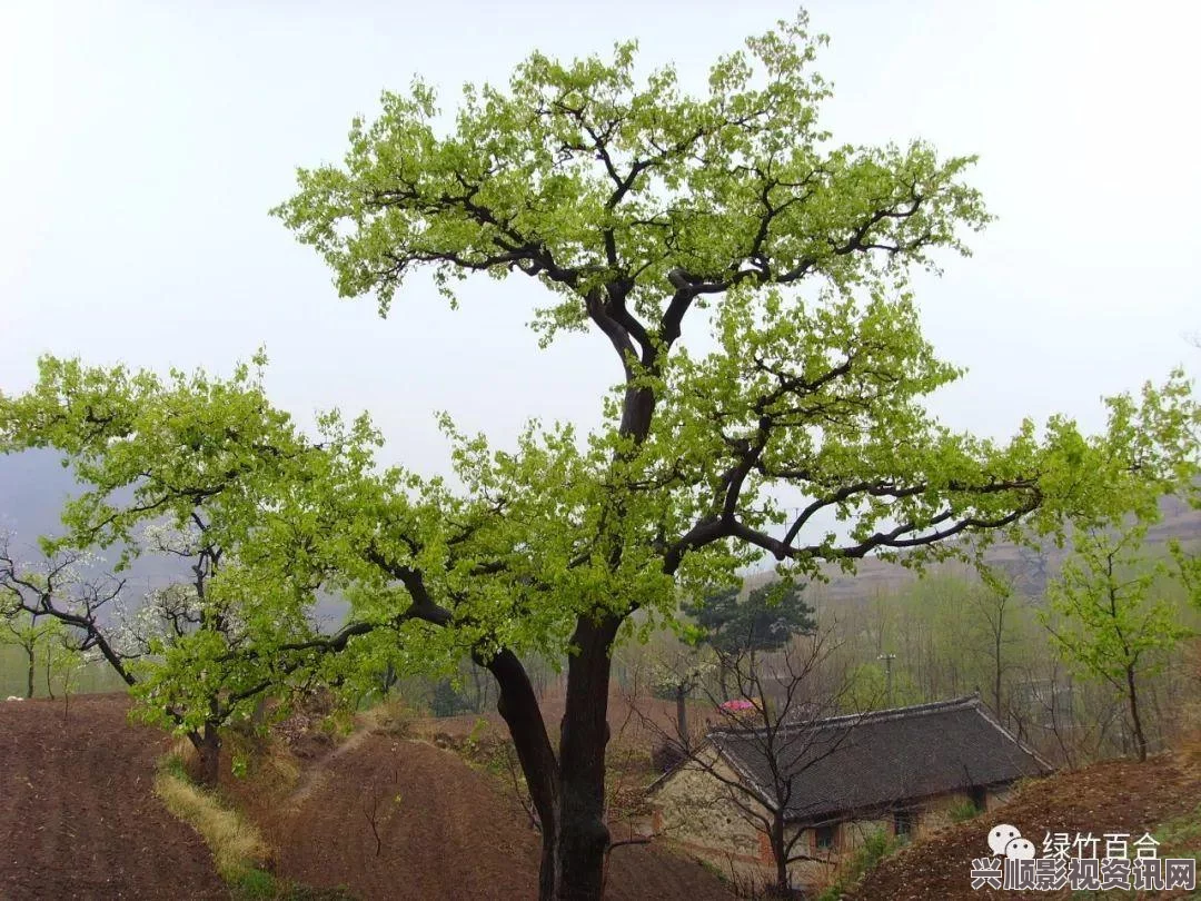 宝贝我不想再带小雨伞，甜蜜梨花糖的温暖陪伴