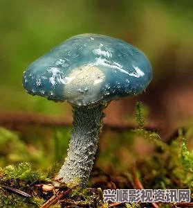 紫色蘑菇根粗大，探索其可食用性及营养价值的真相