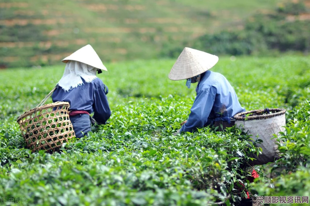 探索成都新茶嫩茶wx600：品味独特风味与健康养生的完美结合