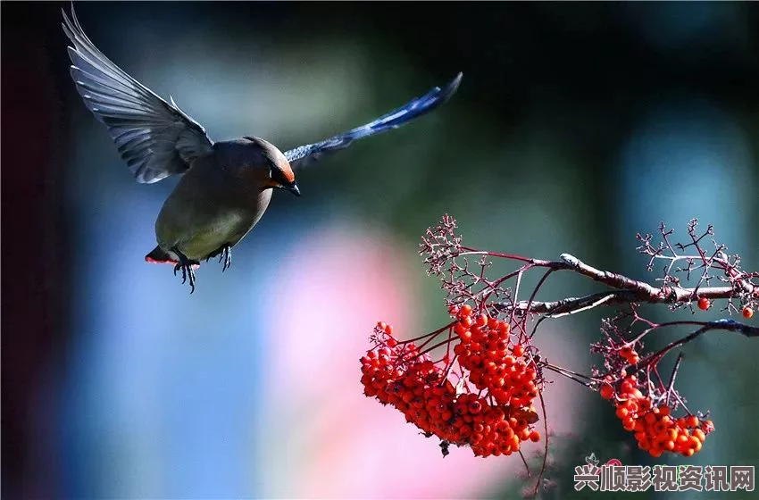 暗喻幻想，探寻鸟肉与水之源头