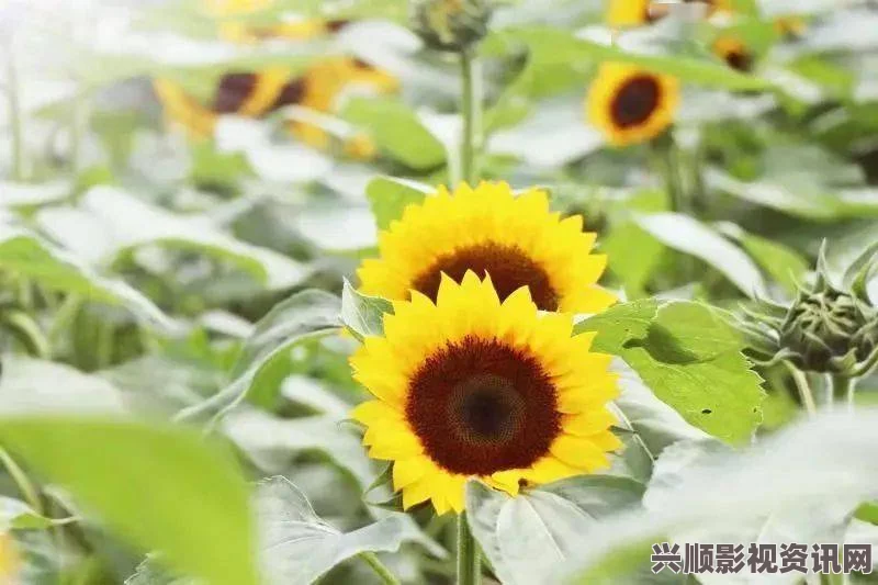 “丝瓜草莓芭蕉向日葵：多彩夏季花园的完美搭配与养护指南”