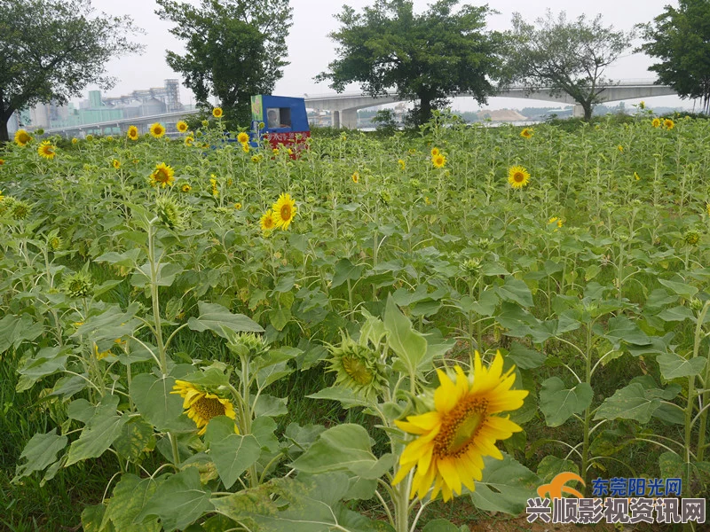 “丝瓜草莓芭蕉向日葵：多彩夏季花园的完美搭配与养护指南”