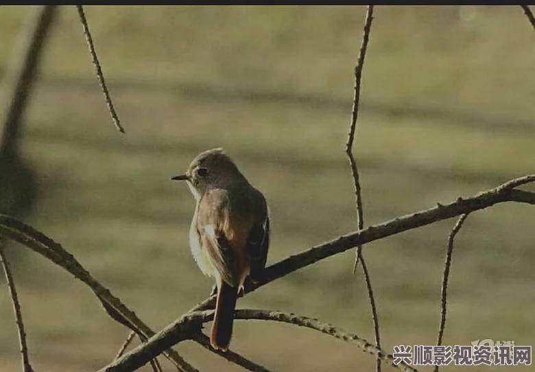 凶影疑云，早起的鸟儿如何成功完成有虫吃成就