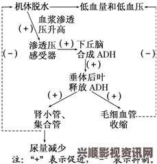 FC25中后卫平衡的重要性及其作用解析