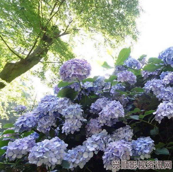 揭秘日本镰仓大佛，历史与神秘的交汇之处