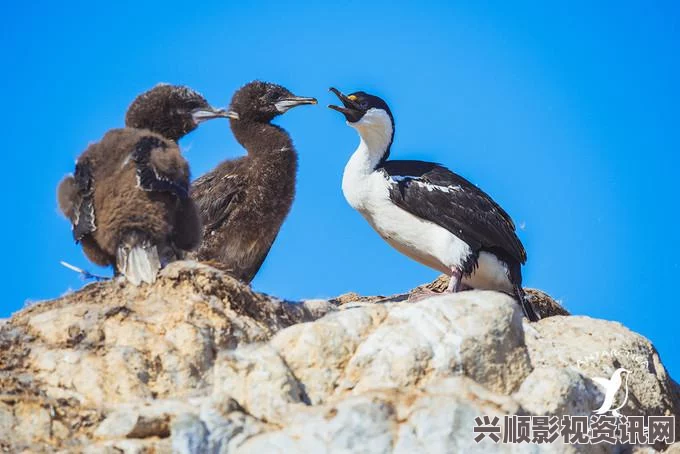 阴阳师，新版达摩更新优化详解与喂食攻略