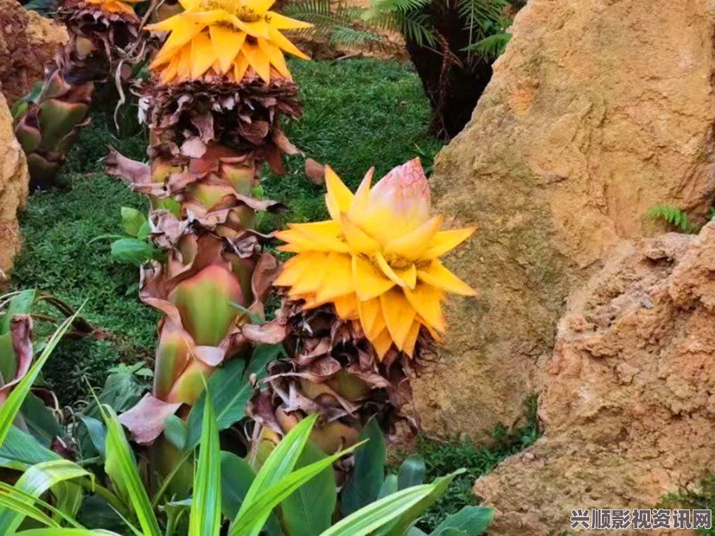 黑神话悟空，地涌金莲种子的获取攻略详解