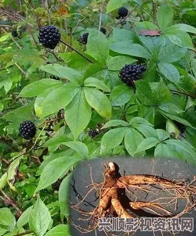 黑神话悟空老山参种子获取攻略与常见问题解答详解视频